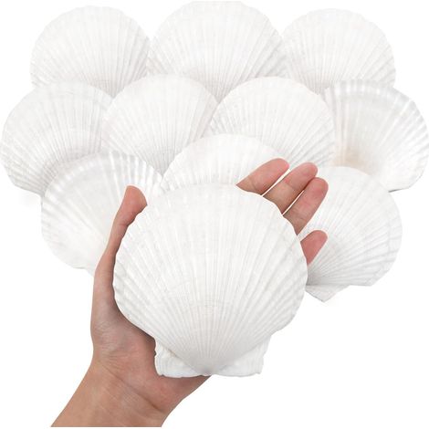 Weiße Jakobsmuscheln – 10er-Pack – Natur, 10–13 cm – Basteldekoration – Hochzeit, Strand, Zuhause – Reinweiß (1/5)