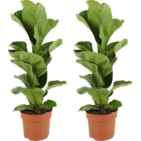 Bloomique - Lot de 2 - Ficus Lyrata Bambino - Plante à feuilles de violon - Plantes d'intérieur - Purifiant l'air - Facile d'entretien - 30-40 cm de haut - Pot 12 cm (1/5)