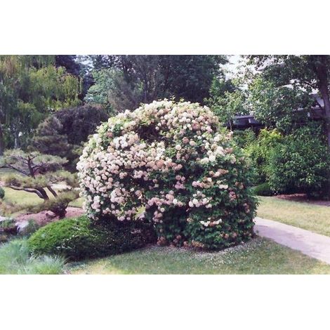 Pianta Palla di neve Viburnum Opulus Pallon di maggio Foto Reali Vaso 18cm