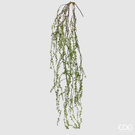 EDG Pilea Cadente H 145 cm (1/3)