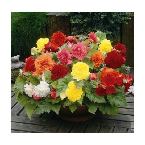BEGONIA FIMBRIATA EN MÉLANGE - 3 BULBES