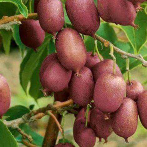 Kiwi de Sibérie Ken's Red' - Actinidia arguta Ken's Red' en pot de 2L
