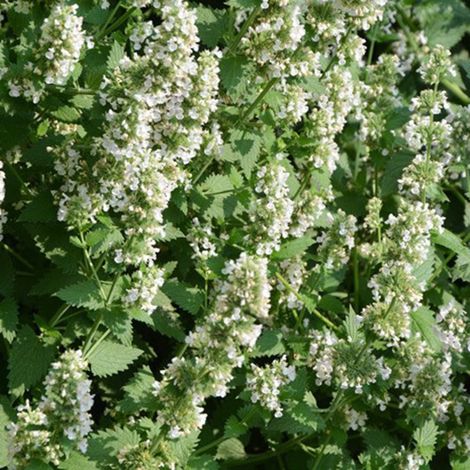 Catnip - Fleurs Feuilles et Branches Séchées Naturelles - Pour Chats et Chatons - 5 g par Sachet (1/5)