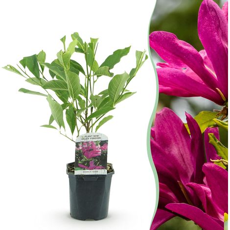 Magnolia Susan - Arbuste à Fleurs Rose Foncé - Plante de Jardin - Pot 17 cm - Hauteur 45 cm - PANGIVO (1/5)