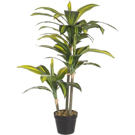 Pianta da giardino bizzotto dracanea 43 foglie h 88 cm con vaso (1/4)