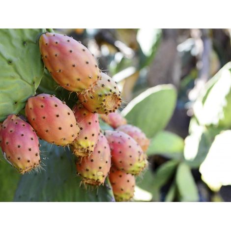 FICO D'INDIA OPUNTIA INDICA VASO 17CM
