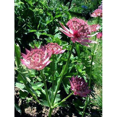 Grande Astrance 'Roma' Pot de 2L/3L (1/4)