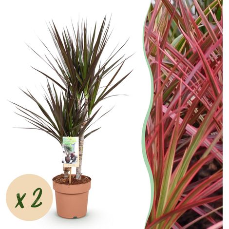 Lot de 2 Dracaena Magenta - Arbre à Dragon - Plante d'Intérieur Facile - Pot 17 cm - 70-80 cm - PANGIVO (1/5)