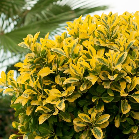 Troène doré - Ligustrum ovalifolium Aureum 50/60 cm Pot 3L