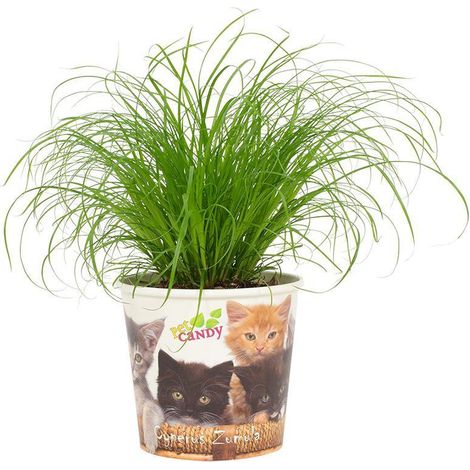 Cyperus Zumula plante d’intérieur herbe à chat pot 12 cm hauteur 23 cm - PANGIVO