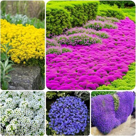 50000 Graines Thym Serpolet Multicolore – Mélange Vivace Tapis Fleuri Jardin (1/5)