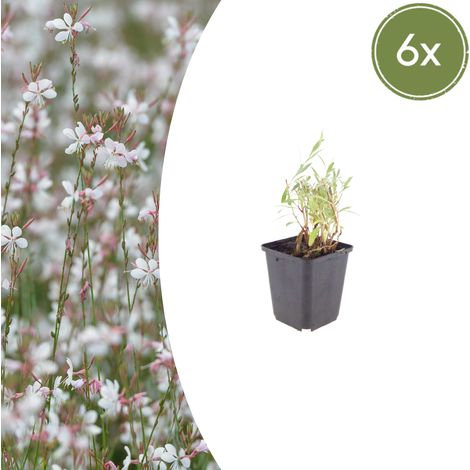 Gaura lindheimeri Plante Vivace pour Massif Jardin et Pot Fleurs Blanc Rose - Lot de 6 (1/5)