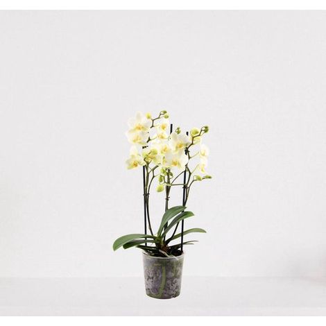 Phalaenopsis Multiflora blanche – orchidée blanche à fleurs – plante d'intérieur – 30-55 cm – Ø 12 cm – en pot de pépinière – fraîchement sortie de pépinière (1/5)