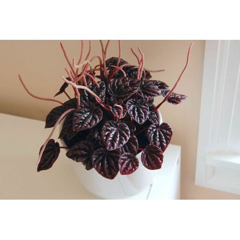 Peperomia “Other Chocolate” –  (vaso 15) Pianta d’appartamento