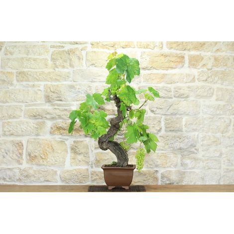 Bonsai di Vite (111)