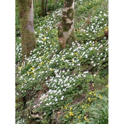 Anémone des bois, Anémone Sylvie Godet de 8/9 cm (1/5)
