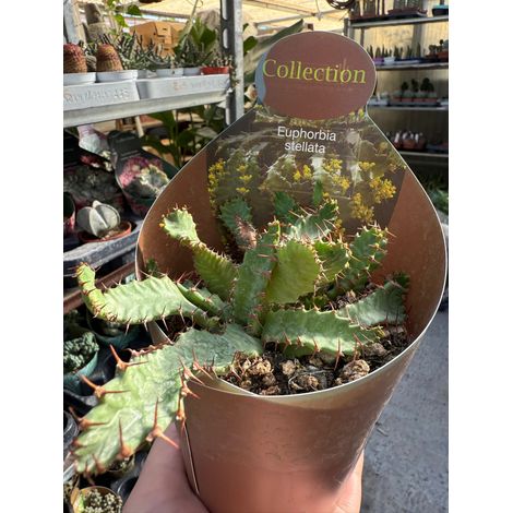 Pianta di Euphorbia stellata succulenta (pianta grassa) vaso 10