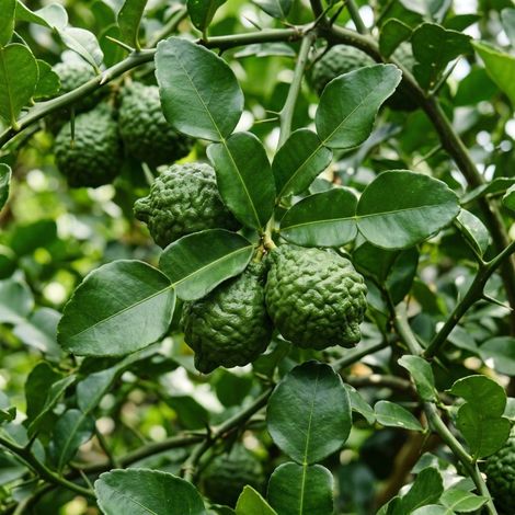 Combava (Citrus hystrix)