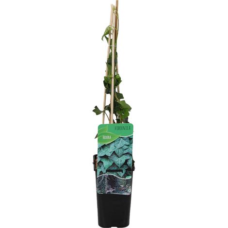 Bloomique - Hedera Hibernica - Lierre à grandes feuilles - Persistant - Plantes grimpantes - Plantes de jardin - Rustique - Pot 15cm - Hauteur 70-80 cm