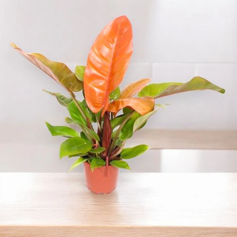 Gardenaria Philodendron 'Prince of orange' - Pianta da interno ornamentale - Altezza: 30 cm (vaso 14) (1/5)