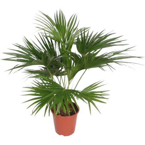 Palmier éventail de Chine Livistona Chinensis Plante d'Intérieur 150 cm Pot ø24 cm - PANGIVO (1/4)