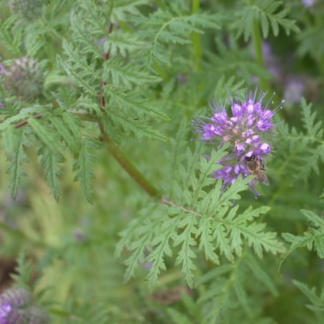 Phacelia tanacetifolia 10 kg Mantelsaat Bienenweide Bienenfutter Zwischenfrucht