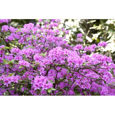 Vorfrühlingsrhododendron 'Praecox' Rhododendron 'Praecox' 2L 20- 25 (1/3)