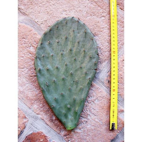 Opuntia engelmanni (n.1 pala) 15-25 cm, cactus, pianta grassa winter hard, resistente fino a -20°C (1/2)