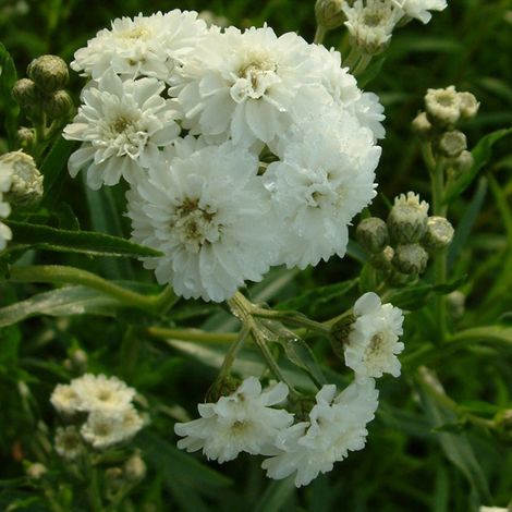 4 x Bouton d'Argent - Achillea ptarmica 'The Pearl' - godet (1/5)