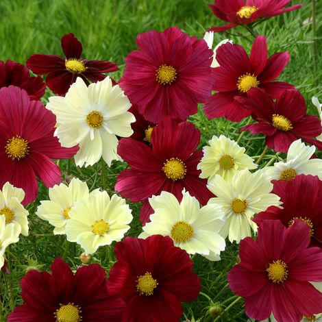 Graines de Cosmos nain Xanthos et Rubinato Mix le sachet de 50 graines (1/2)