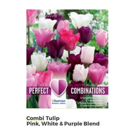 Bulbi di Tulipano Combi Pink, White & Purple confezione da 20 pz