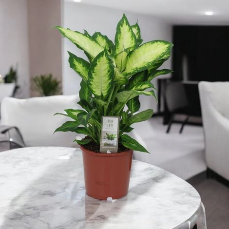 Gardenaria Dieffenbachia 'Camilla' - Pianta da interno ornamentale - Altezza: 35 cm (vaso 17) (1/5)