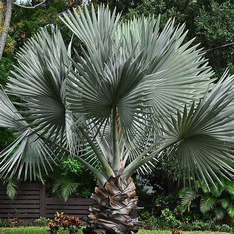 Vivaio Garden Forest – Palmier Bismarckia nobilis vaso 26cm H 130cm – Feuillage bleu argenté – Résistant jusqu'à -4°C – Pour climat tempéré