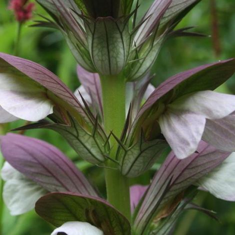 4 x Acanthe de Hongrie  - Acanthus 'Hollande Du Nord'  - godet