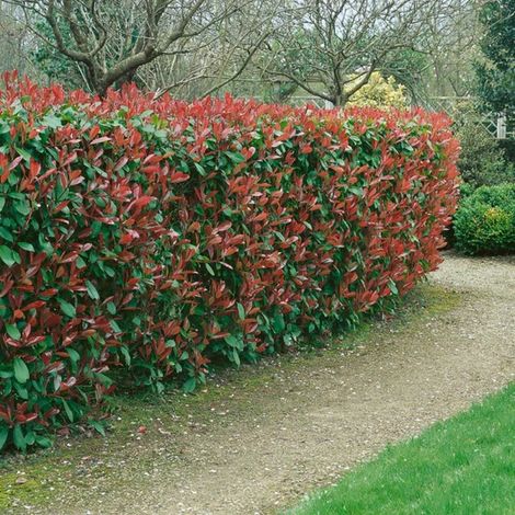 40 Piante di photinia h 170/180 cm piante per siepi (1/2)