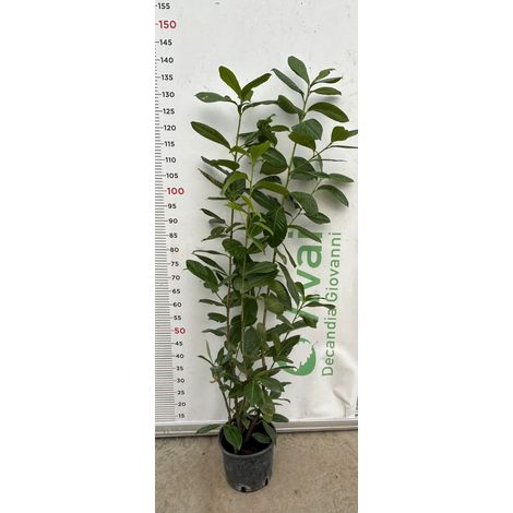 50 Piante di Lauroceraso V18 H 120/140 cm – Siepe Sempreverde – Prunus