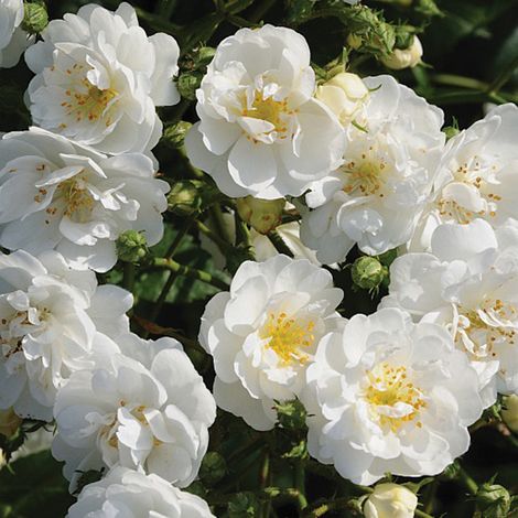 2 x Rosa - Rosier grimpante - Rosa 'Guirlande D'Amour'