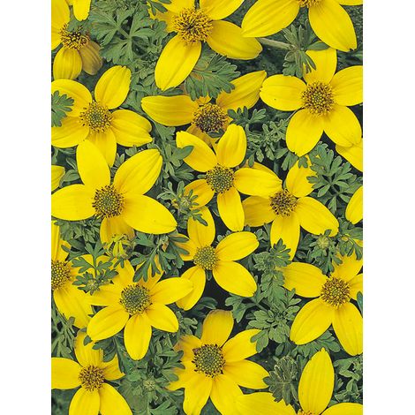 Bidens 'Golden Eye' le sachet de 150 graines (0,5g) (1/2)
