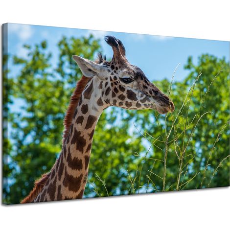 Leinwanddruck Tiere Giraffe 120x80 cm