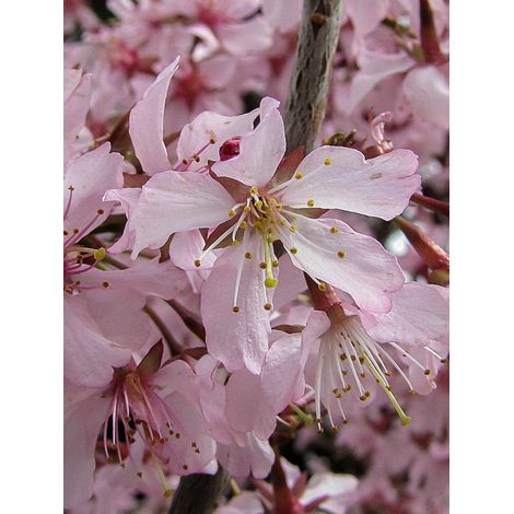 Cerisier du Japon 'Ruby' Pot de 7,5L/10L (1/2)
