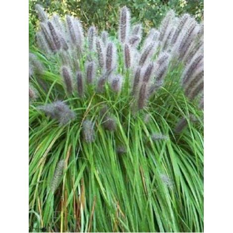 Herbe aux écouvillons 'Viridescens' Godet de 8/9 cm