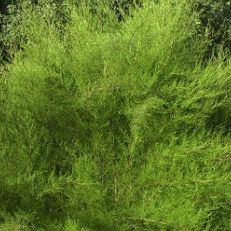 Tamaris de printemps - Tamarix tetrandra  - 60-80 cm pot