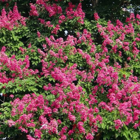 Lilas des Indes Houston, Lagerstroemia/Pot de 3L - Touffe (1/4)