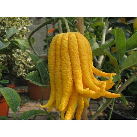 Limone "Mano di Buddha" Cedro Agrumi di Sicilia pianta in vaso 20 cm