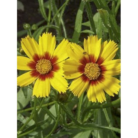 Oeil de jeune fille 'Sonnenkind' Godet de 8/9 cm (1/2)