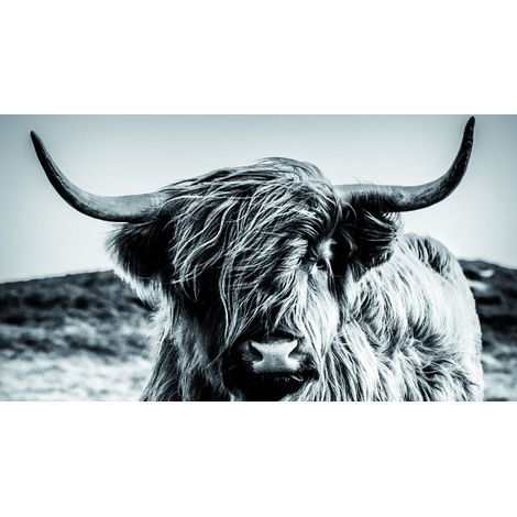 Deco-Panel Bild Cow bw 180 x 100 cm Wandbilder