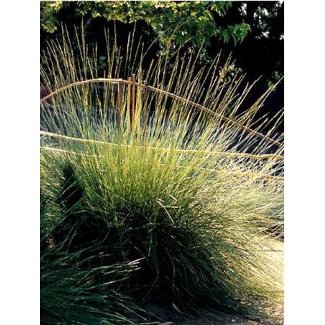 Fétuque mairei Pot de 2L/3L (1/3)