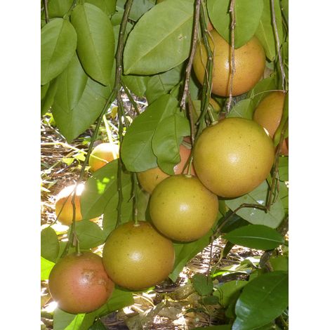 Pomelo Pot de 4L/5L, 1/4 de tige 50/60cm