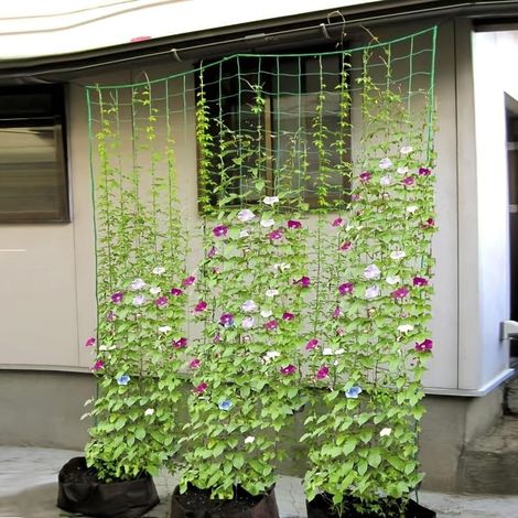 Filet d'escalade en nylon robuste - Cadre d'escalade portable pour jardin, légumes et plantes à fleurs - Design en maille respirante empêchant les dommages et permettant la croissance - Support pour (1/5)