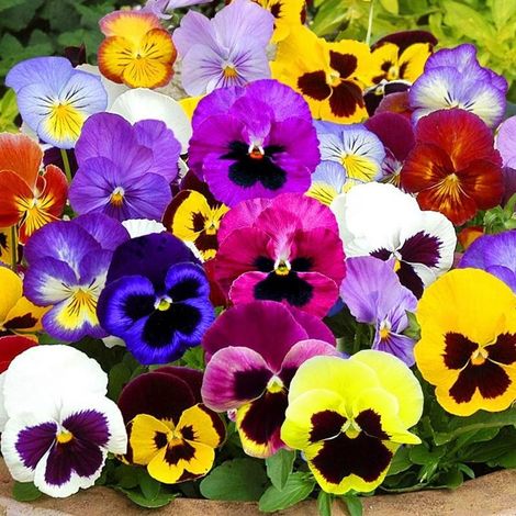 Graines de pensées “Swiss Giants” – Lot de 1500 graines sans OGM, mélange de fleurs résistantes au froid, idéales pour semis d’automne, jardin, massif et culture en pot (1/5)